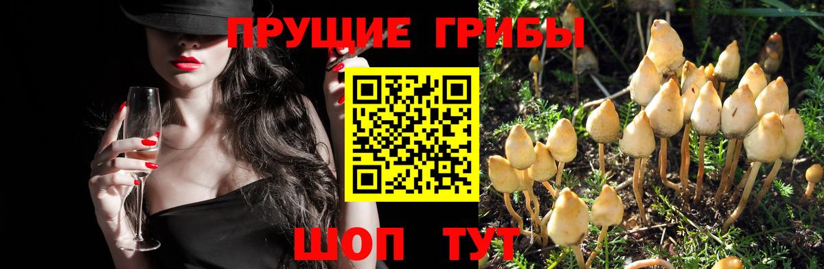 Кстово  Псилоцибиновые грибы Magic Shrooms  Вход с VPN 
